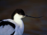 Avocet  Showing Upturned Bill