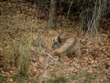 Tiger  with Prey  India