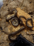 Millipede  Tachypodius Niger