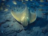 Blue Sting Ray  Tenerife  Spain