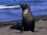 Californian Sea Lion  Adult