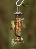 Tits and Other Garden Birds on Feeder  Winter