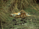 Tiger  Suckling Three Cubs  India