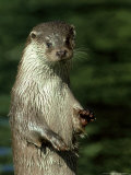 European Otter  Suffolk  UK