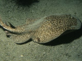 Atlantic Marbled Ray  Swimming  Canary Islands  Atlantic Ocean