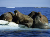 Walrus  Group on Ice Floe  Canada