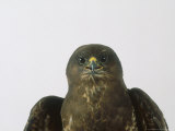 Buzzard  Portrait