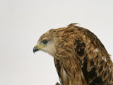 Red Kite