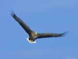 White-Tailed Sea Eagle in Flight  Japan