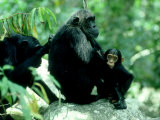 Eastern Chimpanzee  Grooming  Tanzania