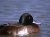 Baers Pochard  Male  Endangered