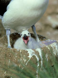 Black-Browed Albatross  Adult at Nest  Falklands