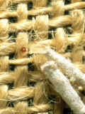 Case Bearing Clothes Moth  Larva