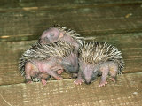 Hedgehog  England  UK