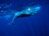 Sperm Whale  Juvenile  Portugal