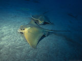 Blue Sting Ray  Tenerife  Spain