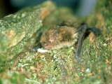 Soprano Pipistrelle Bat  Aylesbury  England
