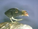Moorhen  Young  UK