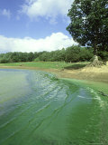 Blue-Green Algae  Kent