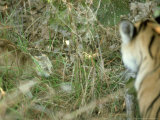Tiger  with Jungle Cat  India