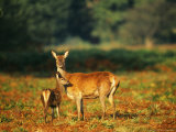 Red Deer  Hind and Fawn  UK