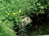 European Otter  Suffolk