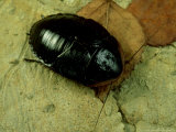 Cuban Burrowing Roach  Female
