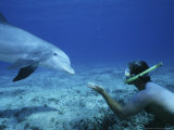 Snorkeler with Bottlenose Dolphin  Caribbean