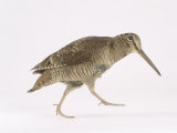 Woodcock  St Tiggywinkles  UK