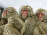Japanese Macaques or Snow Monkeys  Three Adult Monkeys Huddled Together with Infant  Japan