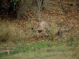 Tiger  Attacking Sambar  India