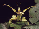 Stick Insect  Extatosoma Tiaratum