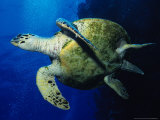 Hawksbill Turtle  Swimming  Red Sea