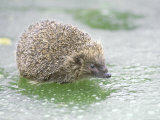 Hedgehog  UK