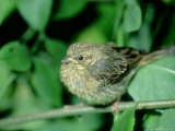 Cirl Bunting  Female  England  UK