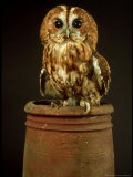 Tawny Owl  UK