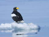 Stellars Sea Eagle  Floating on Piece of Ice  Japan