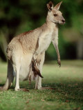 Eastern Grey Kangaroo  Southern Queensland  Australia