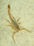 Death Stalker Scorpion  Africa