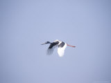 Black-Necked Stork  Bharatpur National Park  India
