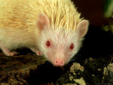 Four-Toed Hedgehog  Albino  England