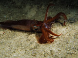 Sand Squid  Cuba  Atlantic Ocean