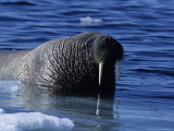 Walrus  Near Ice Floe  Canada