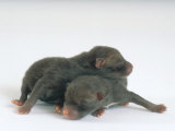 Fox Cubs  1-2 Days Old