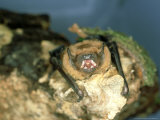 Noctule Bat  UK