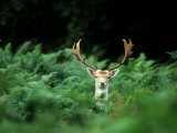 Fallow Deer  Buck  UK