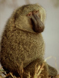 Olive Baboon  Adult Male  Kenya