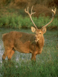 Swamp Deer  Branderi  Kanha