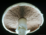 Mushroom  Underside Showing Gills Commercially Grown Variety