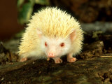 Four-Toed Hedgehog  Albino